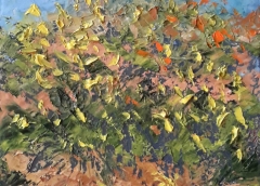 Ginestre alle crete senesi, Olio su tela, 24 x 30 cm